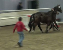 Zuchtstute Rocket High Anny (Westfale, 2011, von Rock Forever NRW)