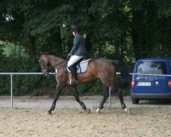 jumper Leonarda (German Sport Horse, 1997)