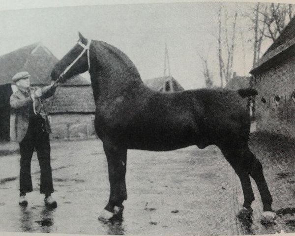 Pferd Ufried (Niederländisches Warmblut, 1935, von Kwaliteit)