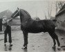 stallion Ufried (Dutch Warmblood, 1935, from Kwaliteit)