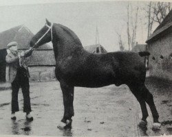 Deckhengst Ufried (KWPN (Niederländisches Warmblut), 1935, von Kwaliteit)