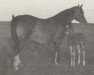broodmare Friedhilde II (KWPN (Royal Dutch Sporthorse), 1958, from Senator)