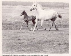 Zuchtstute Cleopatra (KWPN (Niederländisches Warmblut), 1968, von El Gaucho xx)