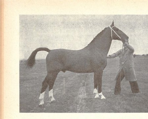 Pferd Senator (Niederländisches Warmblut, 1953, von Paladijn)