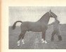stallion Senator (Dutch Warmblood, 1953, from Paladijn)