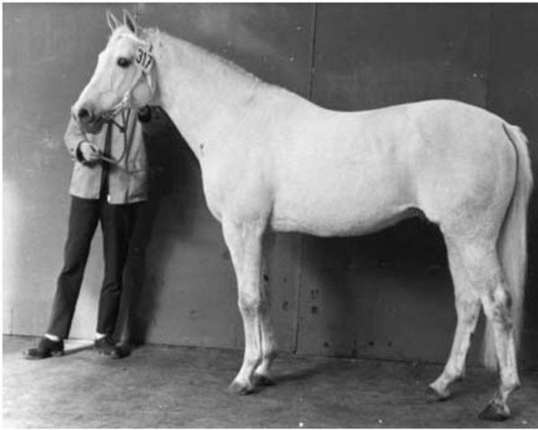 stallion El Gaucho xx (Thoroughbred, 1955, from Vilmorin xx)