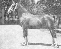 broodmare Onelia 21365 (Gelderland, 1950, from Kurassier)