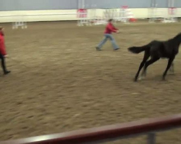 dressage horse Just Dance 14 (Westphalian, 2011, from Just Perfect)