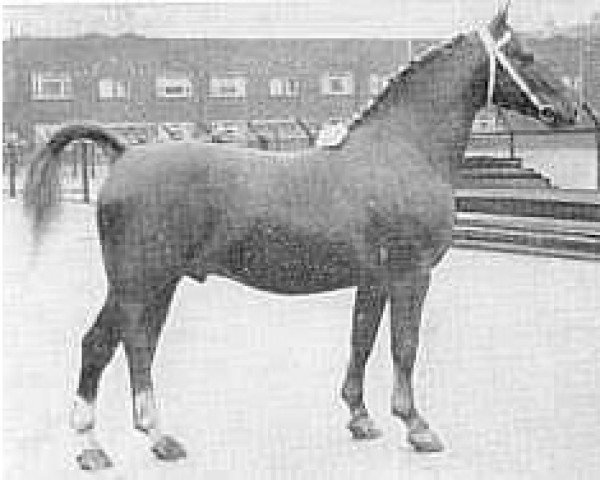 stallion Ordonnans (Gelderland, 1950, from Hertog van Gelre)