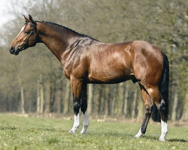 stallion Pino (Dutch Warmblood, 1997, from Heartbreaker)