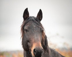 stallion Caruso de Trebox (Holsteiner, 2010, from Classe VDL)