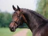 dressage horse Rubin Royal (Oldenburg, 1996, from Rohdiamant)