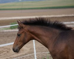 dressage horse In meinem Traum (Oldenburg, 2022, from In Style)