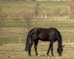 stallion Donner Hit OLD (Oldenburg, 2001, from Donnerhall)