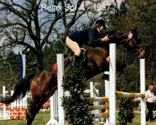 Pferd Relax (Bayer, 1982, von Report II)