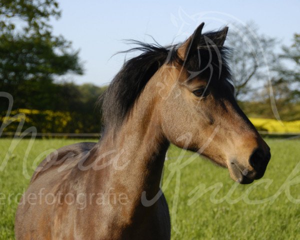 horse Furzley Faith (unknown, 1995, from Beaucandan Brecon)