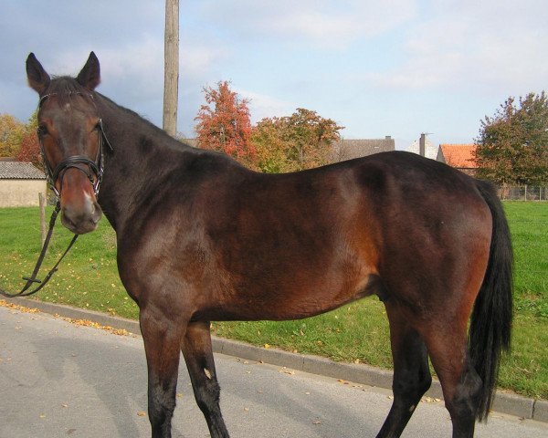 Pferd Robinson (Belgisches Warmblut, 2007, von Robin des Bruyères)