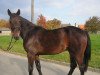 horse Robinson (Belgian Warmblood, 2007, from Robin des Bruyères)