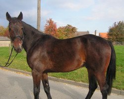 horse Robinson (Belgian Warmblood, 2007, from Robin des Bruyères)