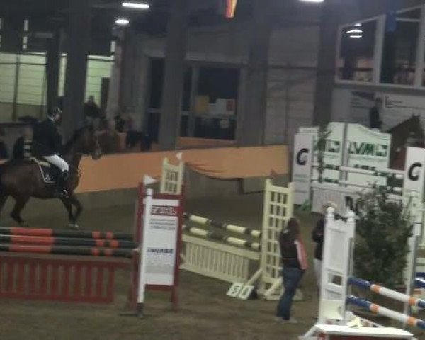 jumper Boni 8 (Hanoverian,  )