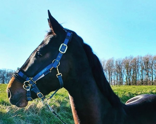 dressage horse Mister Nice Guy 2 (Hanoverian, 2019, from Maracana)