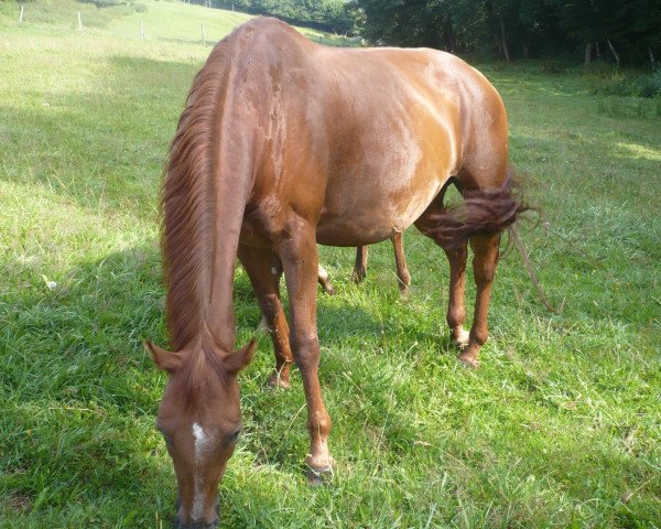 broodmare Dantes Peak 8 (Oldenburg, 1996, from Duntroon)