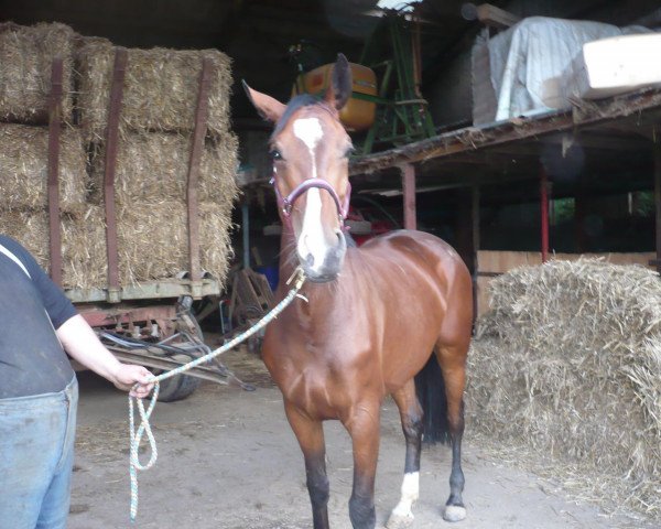 broodmare Petit Jolie (Mecklenburg, 2004, from Paroli)