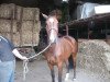 broodmare Petit Jolie (Mecklenburg, 2004, from Paroli)