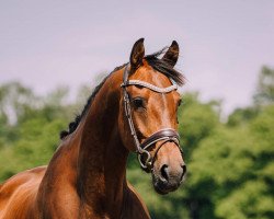 Zuchtstute Fascination Win T (KWPN (Niederländisches Warmblut), 2010, von Ampère)