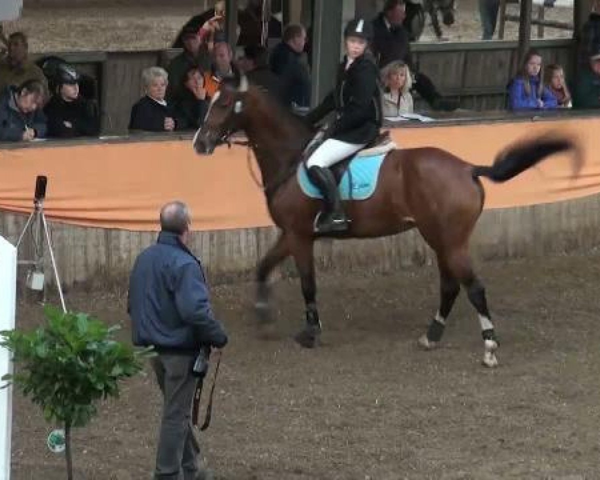 jumper Navona 2 (Hanoverian, 2005, from Now Or Never M)