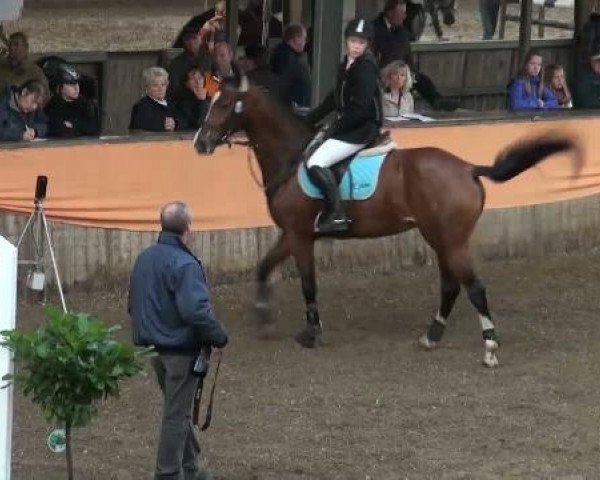 jumper Navona 2 (Hanoverian, 2005, from Now Or Never M)