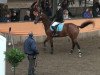 jumper Navona 2 (Hanoverian, 2005, from Now Or Never M)