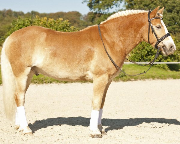 Springpferd Stexs (Haflinger, 2003, von Stegerwald)