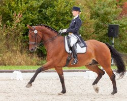 dressage horse Walk of Silence (Hanoverian, 2004, from Wolkentanz I)