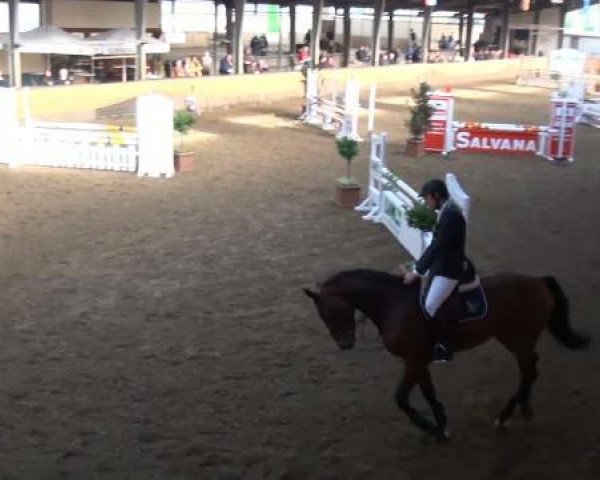 jumper Chaccolino (Hanoverian, 2007, from Chacco-Blue)