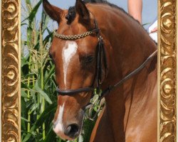 Springpferd Quadrivius (Westfale, 2006, von Quidam's Rubin)