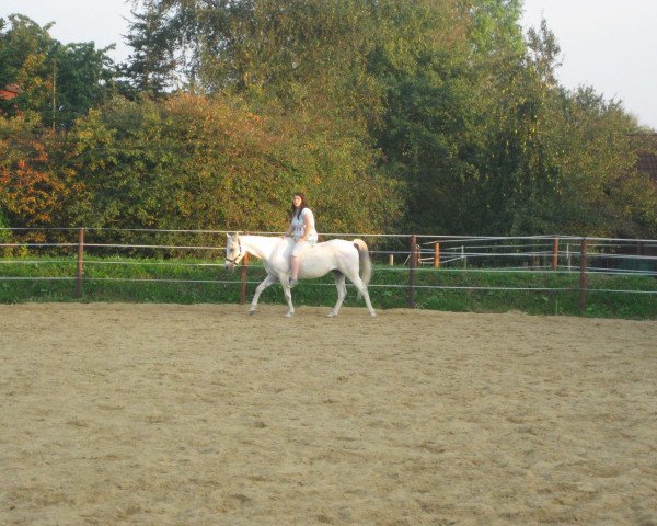 Springpferd Colorado (Arabisches Halbblut / Partbred, 2001)