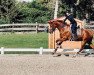 dressage horse Shantaram SB (Swedish Warmblood, 2018, from Sankt Erik II 1265)