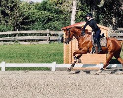 dressage horse Shantaram SB (Swedish Warmblood, 2018, from Sankt Erik II 1265)