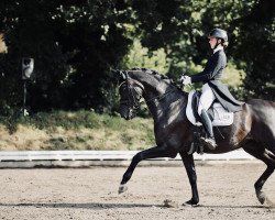 stallion Kitaro (Swedish Warmblood, 2009, from Kostolany)