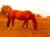 horse Cita (Holsteiner, 1966, from Ladykiller xx)