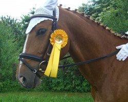 dressage horse Go for me 3 (Westphalian, 2001, from Goldfever 3)