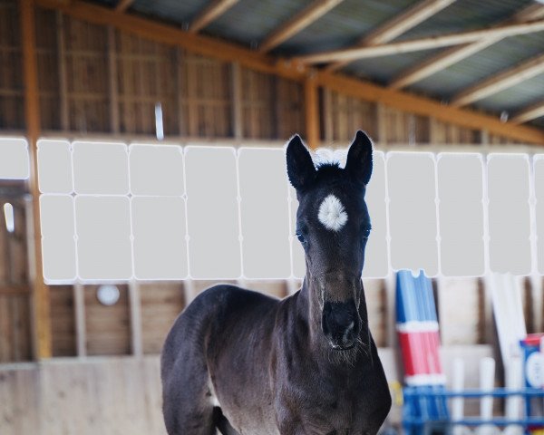 broodmare Dakota (Oldenburg, 2020, from Dancier Gold FRH)