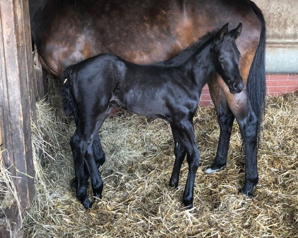 dressage horse Milan XR (Oldenburg, 2018, from Fürst Romancier)