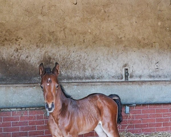 dressage horse Firestar XR (Oldenburg, 2021, from For Austria)