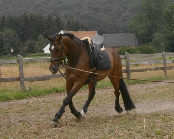 broodmare Cassiopaia (Oldenburg, 2001, from Clintino)