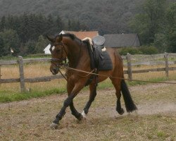 broodmare Cassiopaia (Oldenburg, 2001, from Clintino)