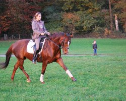 dressage horse Dejavue C (Rhinelander, 2004, from Del Piero)