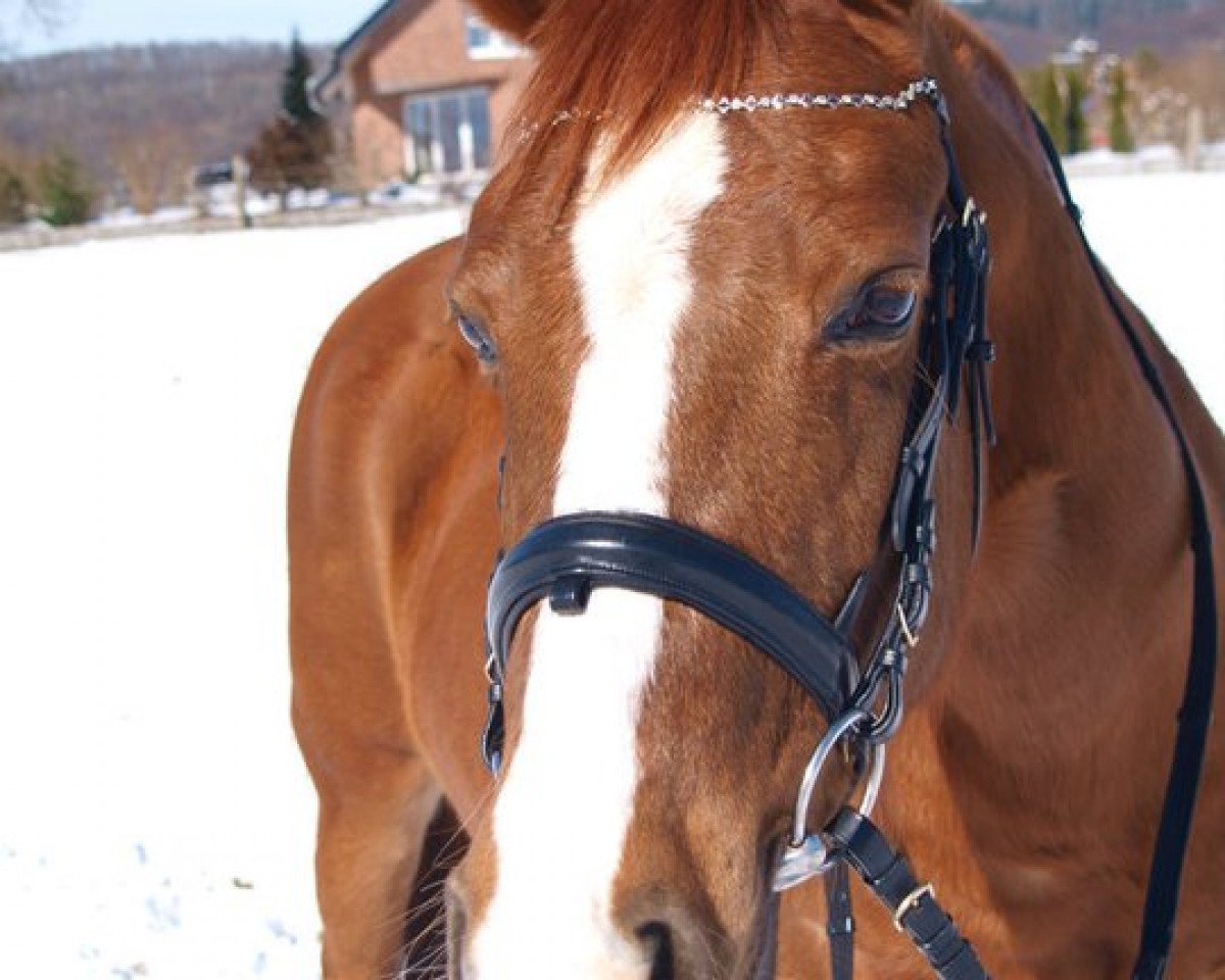 broodmare Nenzi (German Riding Pony, 1991, from Nadol)