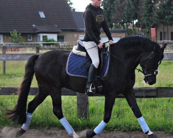 jumper Voice of classic S (German Riding Pony, 2004, from Veivel R)